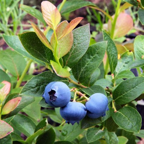 vaccinium uliginosum how to grow